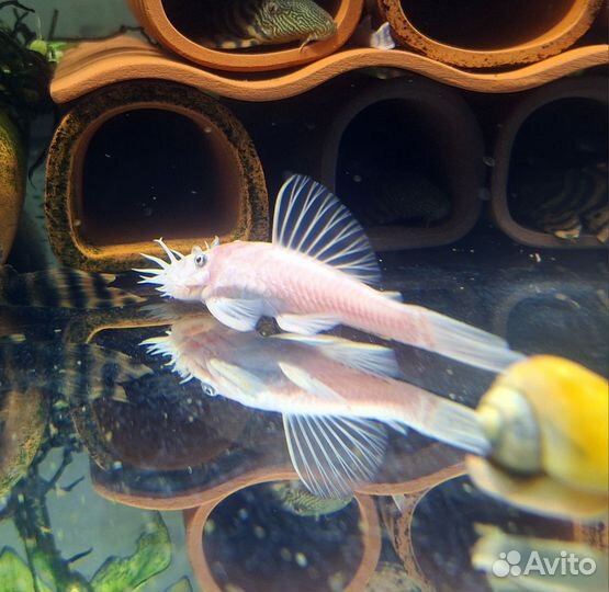 Анциструс L144 SW (снежок)