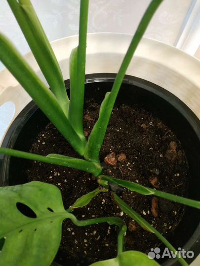 Монстера Фридрихшталя очень крупная