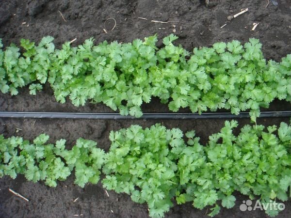 Семена кориандра от 500 грамм