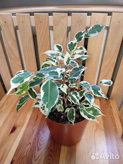 Фикус Твайлайт