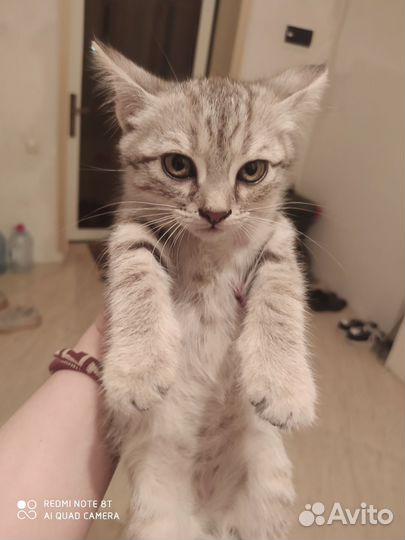 Американский кёрл