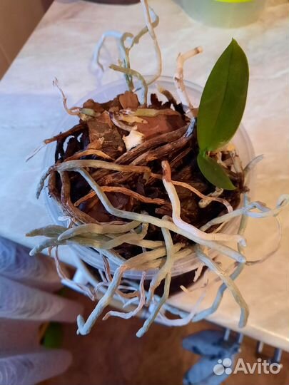 Орхидея фаленопсис детка