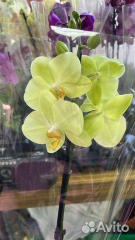 Орхидеи оптом и в розницу