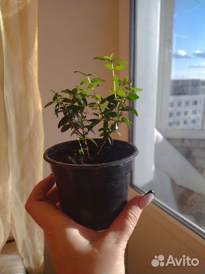 Деревце мирта