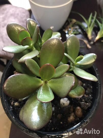 Суккуленты