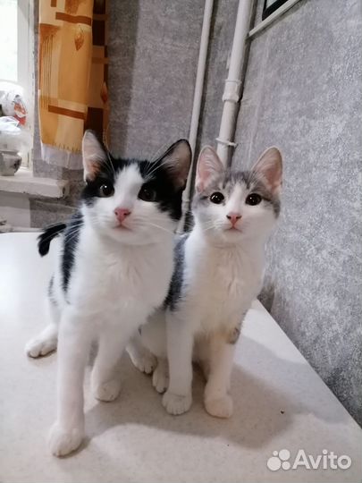 Кошки в добрые руки