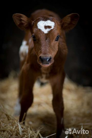 Тёлочка 3 месяца