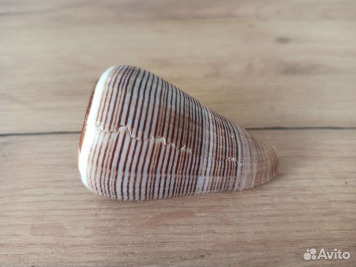 Морская раковина