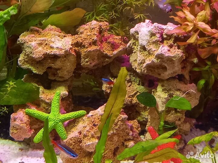 Аквариумы, кораллы