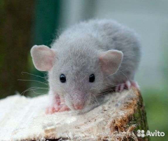 Крыса дамбо голубая норка