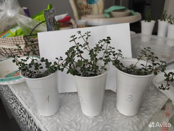 Crassula browniana
