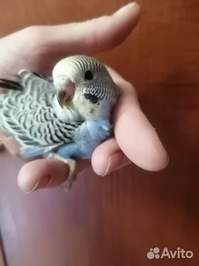 Волнистый попугай