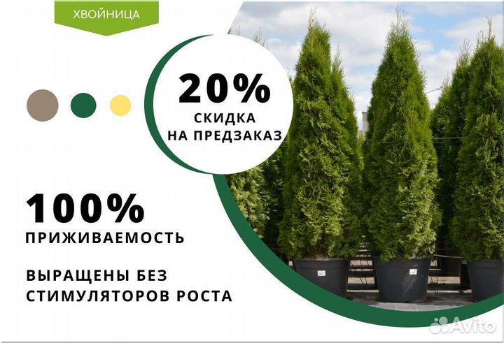 Туя Экстра Брабант
