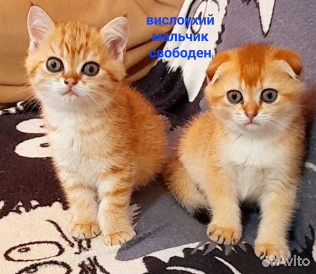 Котик шотландец