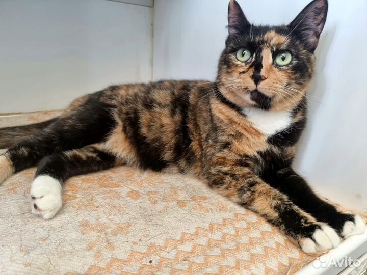 Отдам кошечку Экзотику
