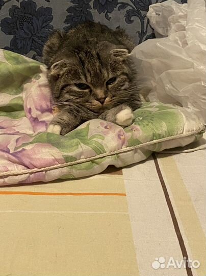 Вязка кошечка бесплатно