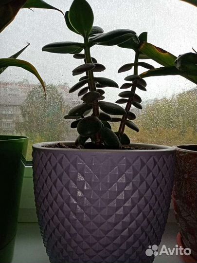 Спатифиллум и денежное дерево