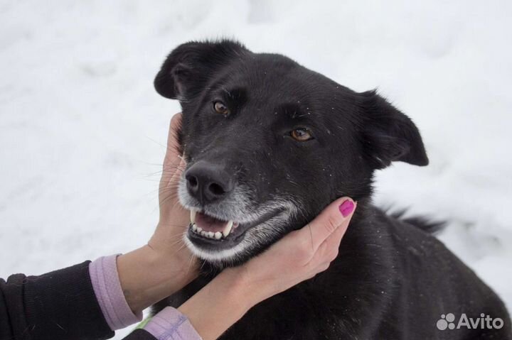 Пчёлка Майя ищет дом