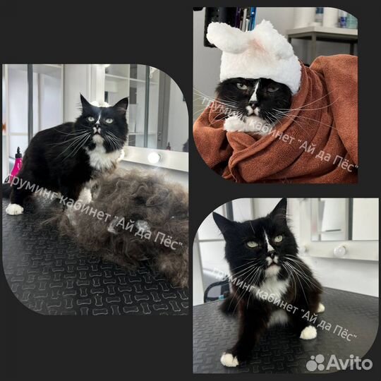 Груминг кошек Левенцовка Ростов-на-Дону