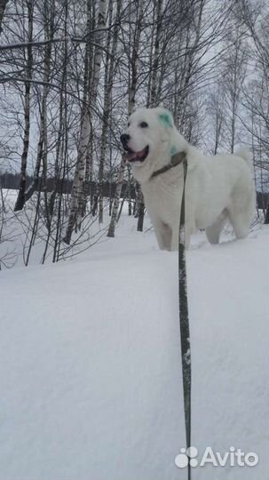 Собаки бесплатно