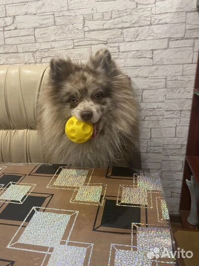 Связка Шпиц немецкий