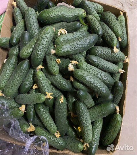 Огурцы свежие оптом и в розницу