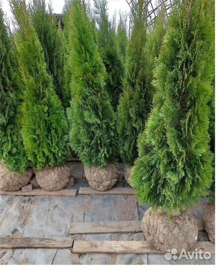 Смарагд Колумна Брабант Туя Шаровидная Сосна декор