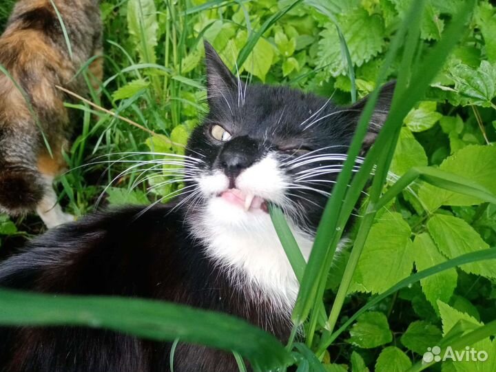 Кот в добрые руки