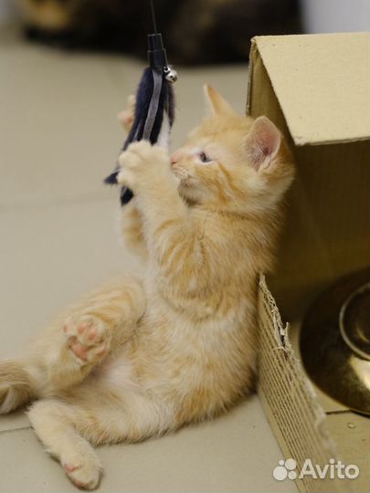 Малыши и их юная мама (котята, 2 месяца)