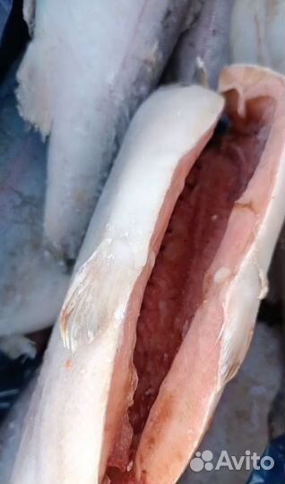 Сëмга, форель свежемороженная