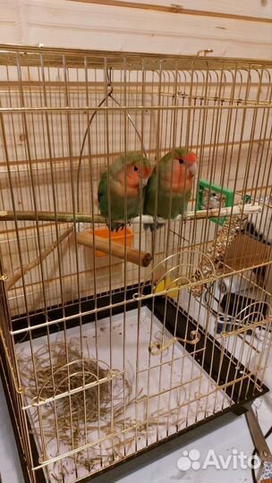 Попугай неразлучники