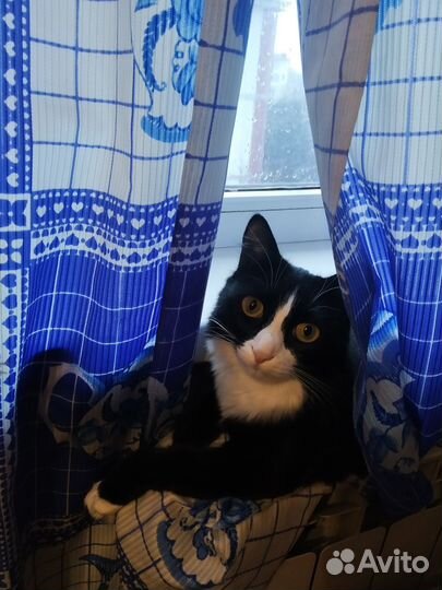 Передержка животных (кроме собак)