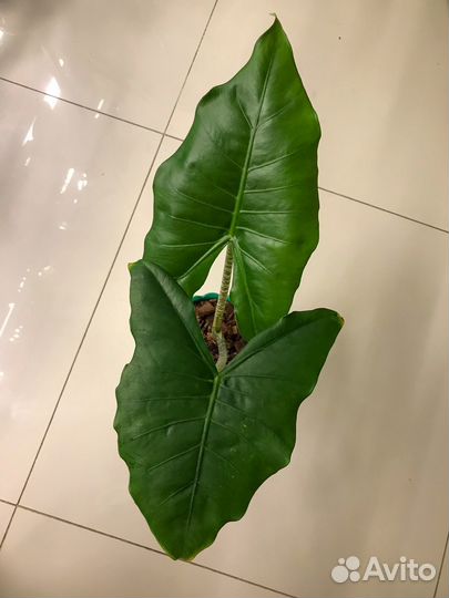 Алоказия зебрина