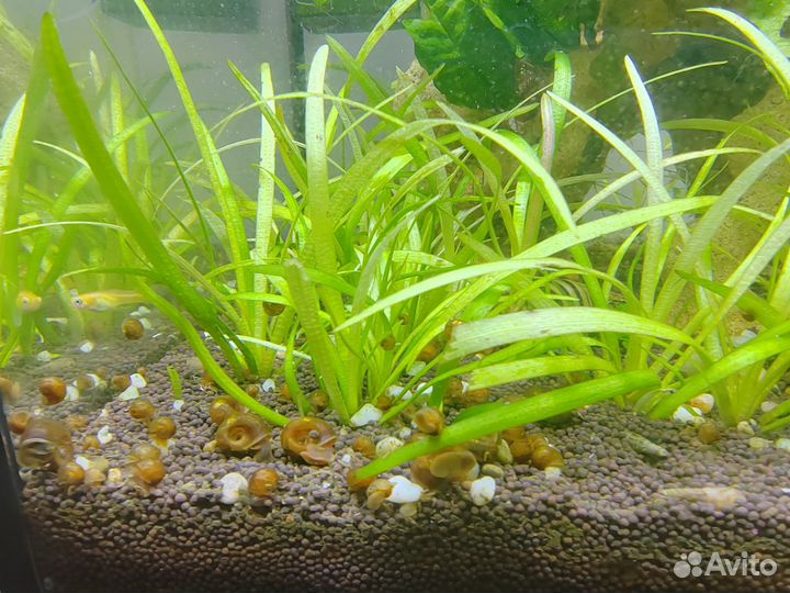 Аквариумные растения, креветки, Улитки