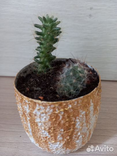 Кактусы из личной коллекции