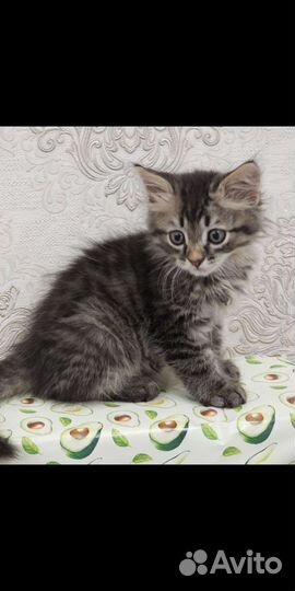 Британские и обычные котята,бесплатно