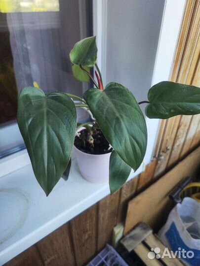 Филодендрон