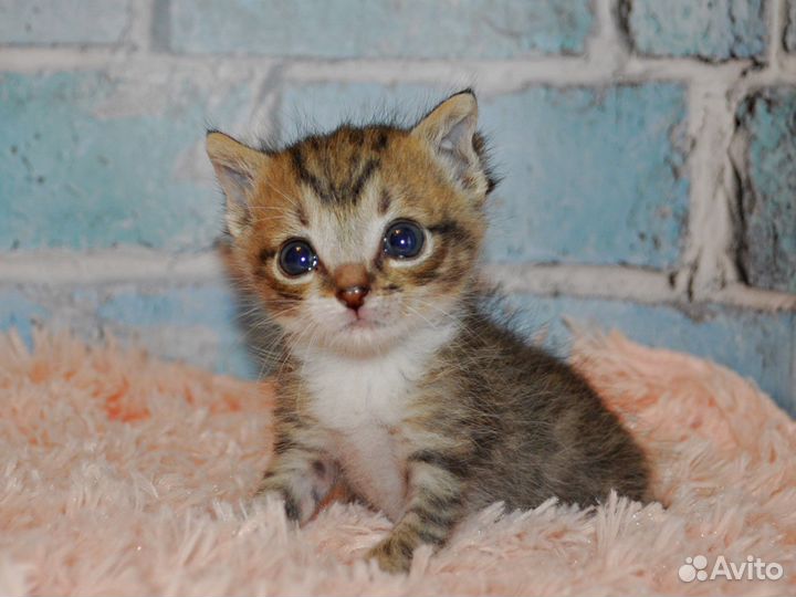 Спасенный котенок в самые добрые руки