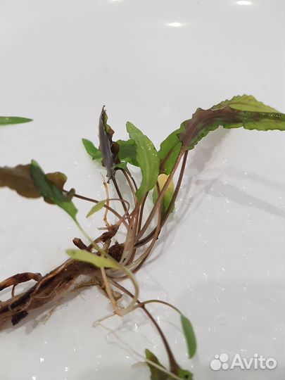 Аквариумные растения за шоколад :)