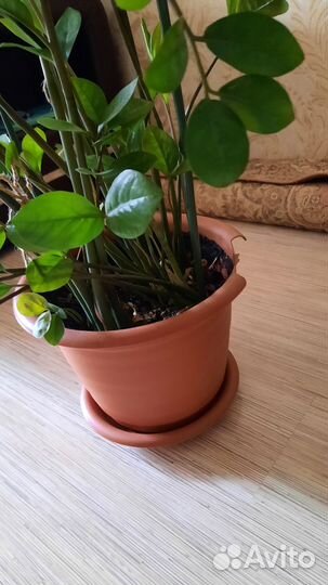 Замиокулькас