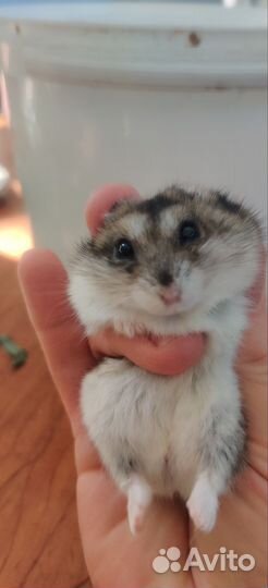 Джунгарский хомяк бесплатно