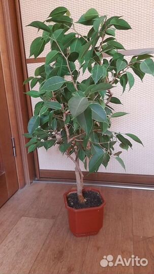 Фикус Бенджамина