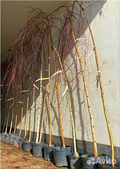 Береза Юнги на штамбе / доставка