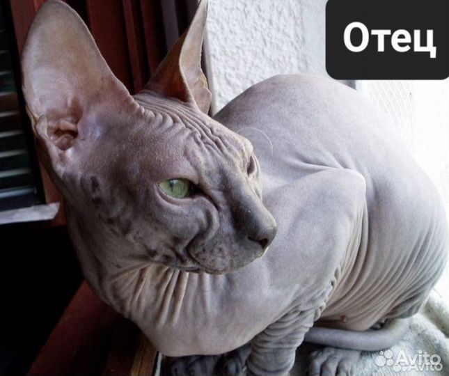 Донской сфинкс котята