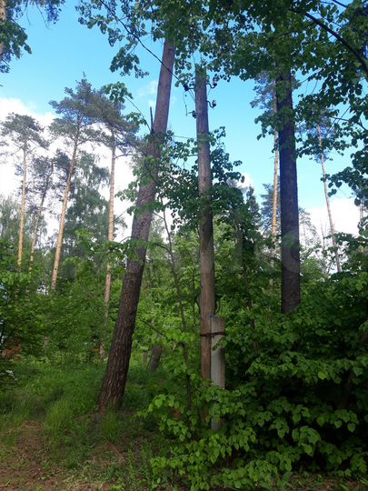 Участок 21 сот. (ИЖС)