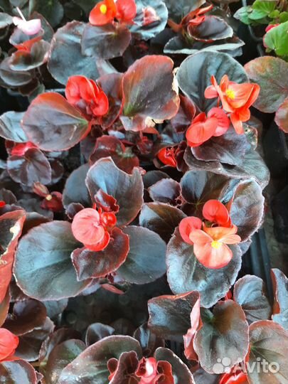 Рассада, композиции в кашпо для террас