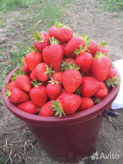 Рассада альба