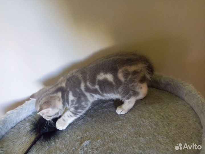 Шотландские вислоухие котята