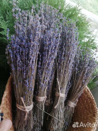 Лаванда крымская сухоцвет