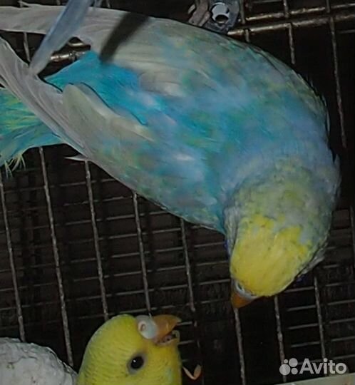 Волнистые радужные попугаи - пара молодая